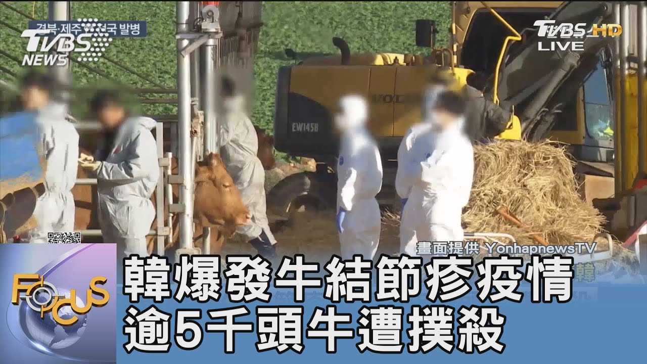 韓爆發牛結節疹疫情 逾5千頭牛遭撲殺