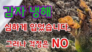 감자 냉해 심하게 입었습니다. 감자재배방법