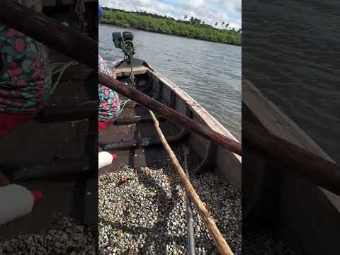 Igarassu pernambuco cuida