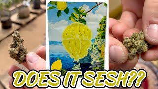 SEED JUNKY LEMON FRUZ!! - DOES IT SESH OR DOES IT SUCK