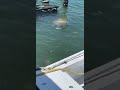 Manatees do eat fish scientist are wrong