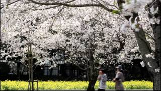 preview picture of video '絢爛！西都原運動公園の桜と菜の花'