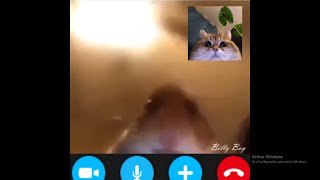 Hamster facetime with cat