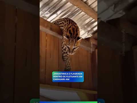 JAGUATIRICA É FLAGRADA DENTRO DE FLUTUANTE EM CARAUARI