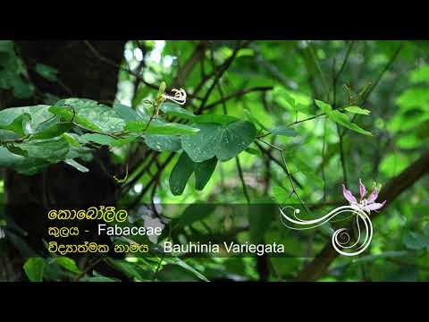 මිහිකත දිව ඔසු - කොබෝලීල