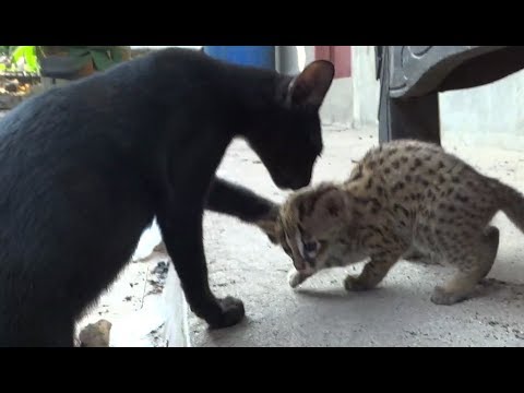 Pertemuan Pertama Kucing Hutan Dengan Kucing Rumahan Blacan