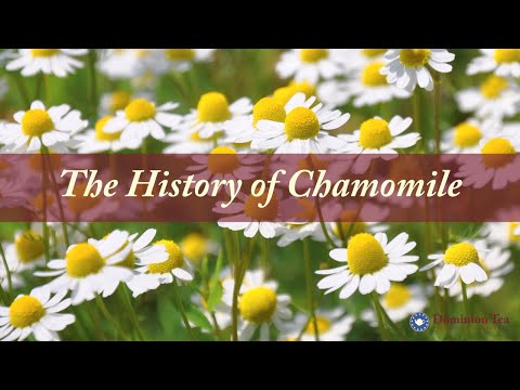 History of Chamomile as Tea