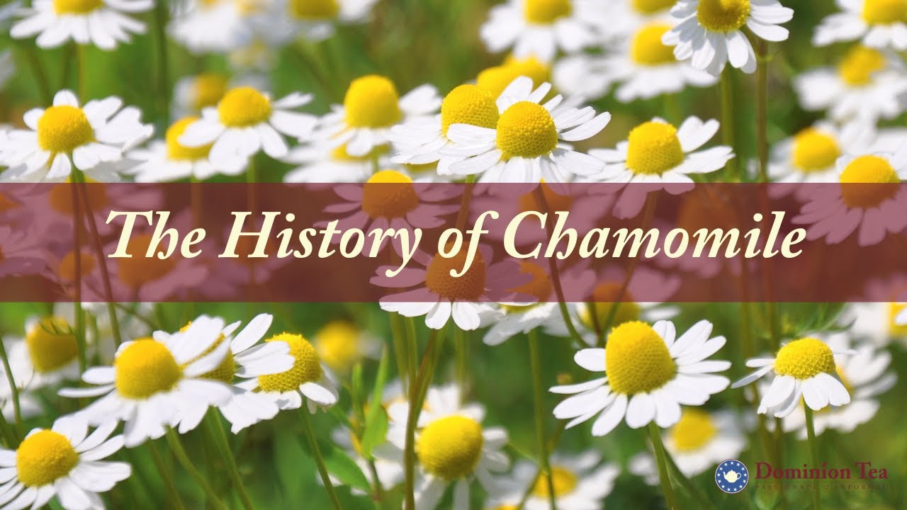 History of Chamomile as Tea