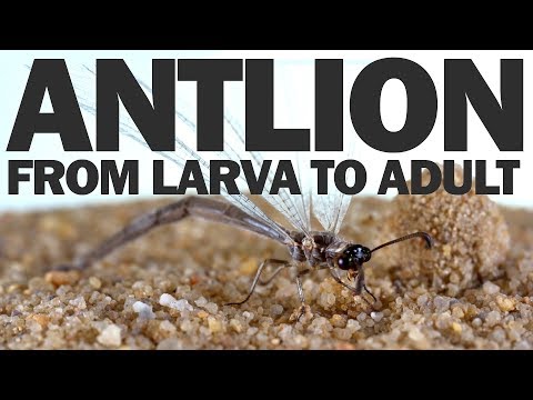 From Larva to Adult: A Brief Natural History of the Antlion Pt. 2