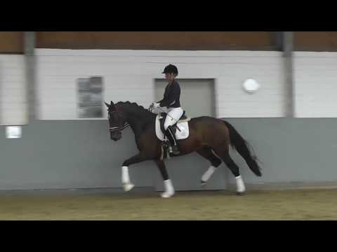 Weidenhof-Verkaufspferd: "CHANJA DH" *2013 Hannoveraner Stute v. Christ-Samarant-De Niro