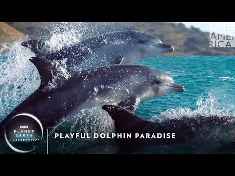 Playful Dolphin Paradise Planet Earth: A Celebration | BBC ...