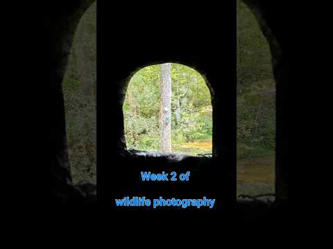 week 2 was alot of birds 😂 #wildlife #amaturephotographer #wildlifephotography #learning #bofa