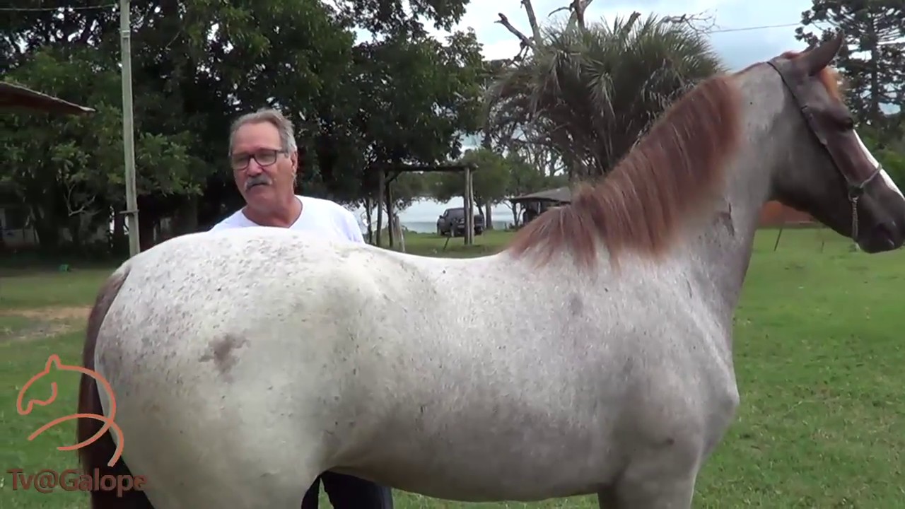 Tv@Galope - Morfologia sobre a Raça de Cavalo Mangalarga