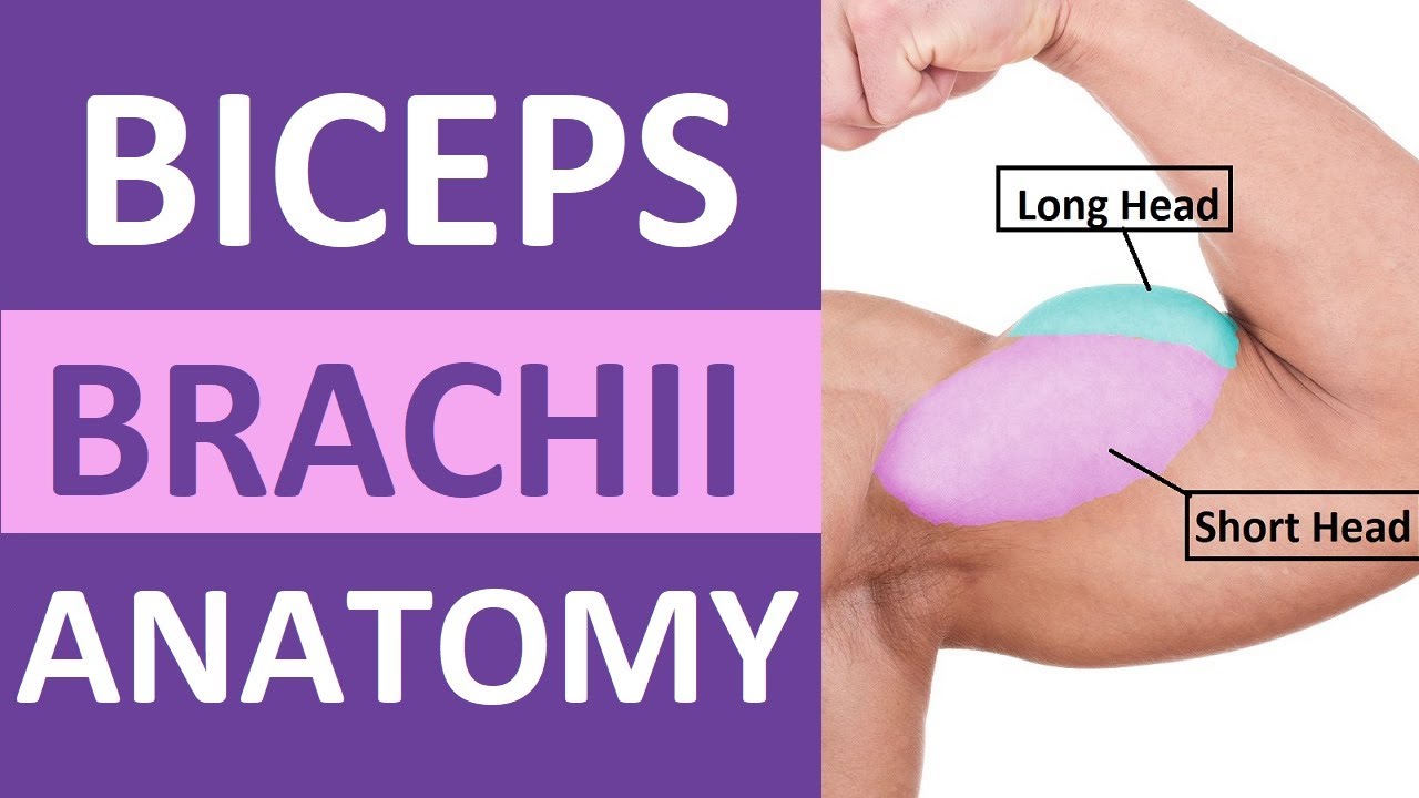 Biceps Brachii Anatomy: Muscle Origin, Insertion, Function, Exercises, Nerve Supply
