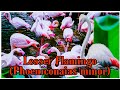 The Lesser Flamingo Phoeniconaias Minor