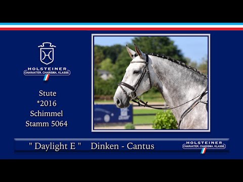Holsteiner Elite-Reitpferde 2021 | Nr. 113 Daylight E