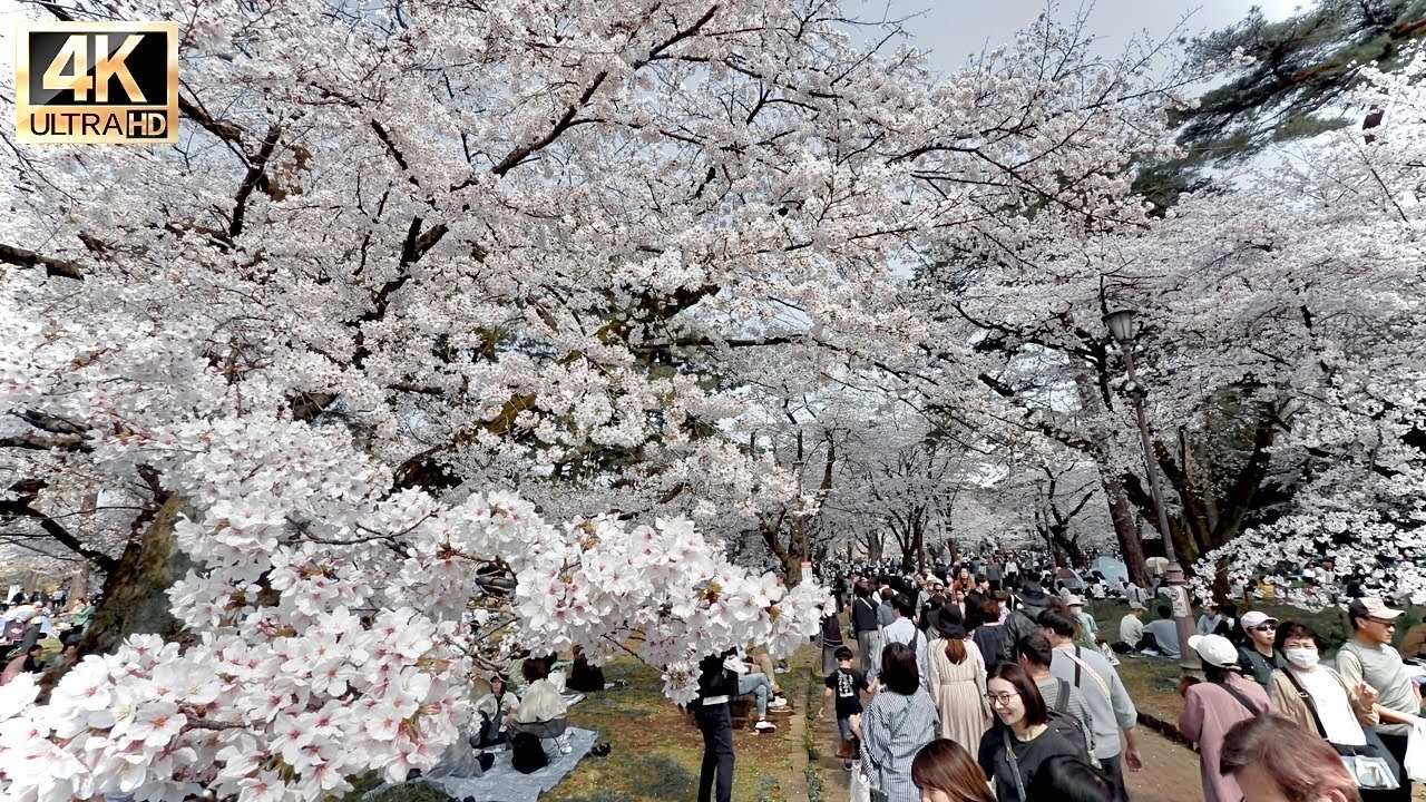 Cherry blossom garden in Omiya Park is breathtakingly beautiful and  very funny festivals【大宮公園】