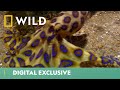 This Killer Octopus Is Both Beauty & Brains | Deadliest Month Ever | National Geographic UK