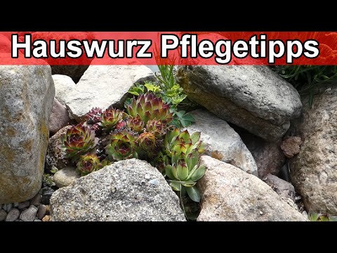 , title : 'Steinrosen richtig pflegen - Sempervivum Hauswurz Pflanzen – Pflege Tipps / Gießen Erde überwintern'