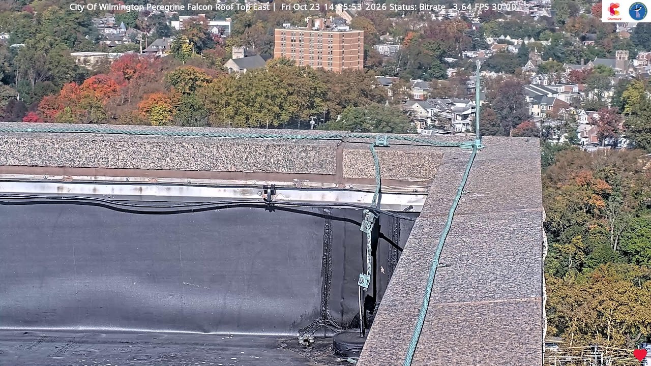 Vista en directo de la webcam Halcones en Brandywine, Vista Este