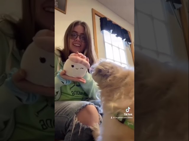 Vídeo relacionado con Joytoy Plushi Ebiten Sushi Peluche Suave 20 x 20 x 25 cm