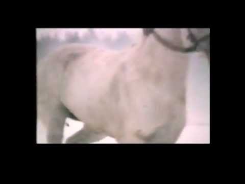 9. Освобождение коня / Liberation of horse