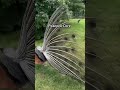 Peacock Core.#PeacockCore #AnimalGrace #BirdDance #NatureBeauty