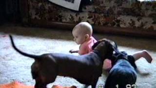 Dachshund pulls baby