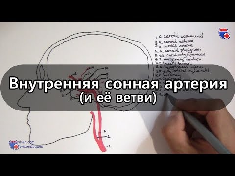 Внутренняя сонная артерия и ее ветви - meduniver.com