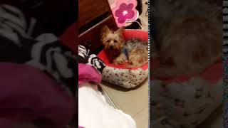 Silky Terrier Puppies Videos