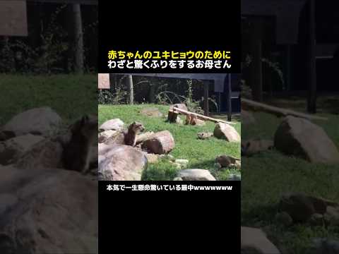 赤ちゃんのユキヒョウのためにわざと驚くふりをするお母さん
