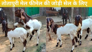 तोतापुरी मेल फीमेल की जोड़ी सेल के लिए #9671369795 तोतापुरी मेल फीमेल की जोड़ी