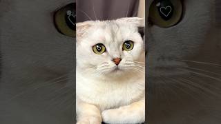 Dream house🏠💔 #cat #cats