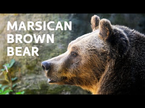 Why This Bear Is Nearly Extinct?