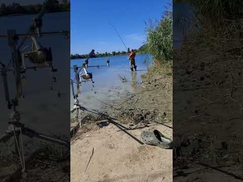 carpfishing in cava...combattimento con una bellissima specchi!! #carpfishing #cava #libera