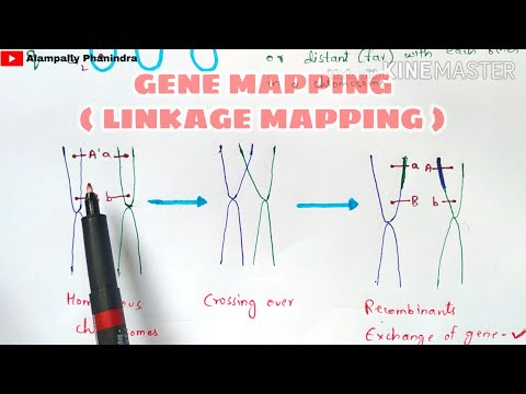 POINT MUTATION BY PHANINDRA GUPTHA