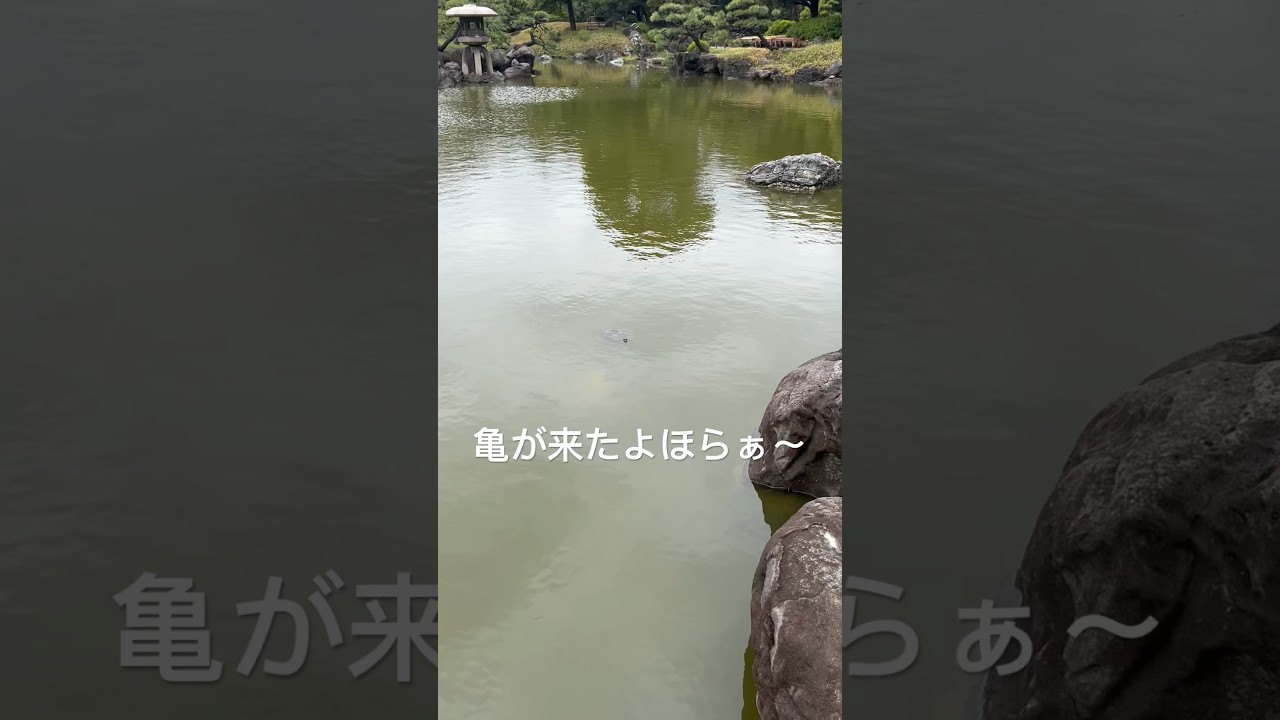 亀が来たよほらぁ〜