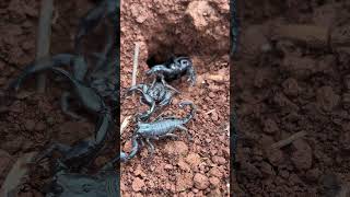 Download lagu Multiple Scorpions in a Hole Likely Heterometrus species mp3 Download lagu Multiple Scorpions in a Hole Likely Heterometrus species mp3