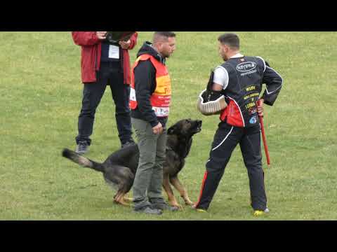 WUSV 2021  FRA 1 -  PACAL SALEMI & MEIKO DES ORCKIS DE L'ADRET C 80