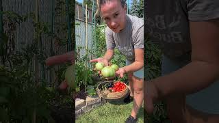 Download lagu Garden Harvest 🫑🧅🍆🥒🍅 mp3