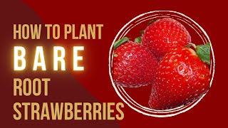 Planting Bare Root Strawberries