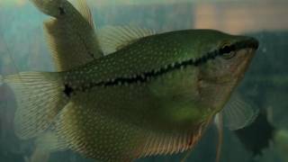 Pearl Gourami