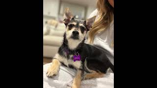 Video preview image #1 Mutt Puppy For Sale in Corona, CA, USA