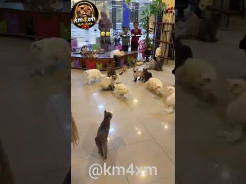 لاتنسى الاشتراك بالقناة ليصلك كل جديد 😹