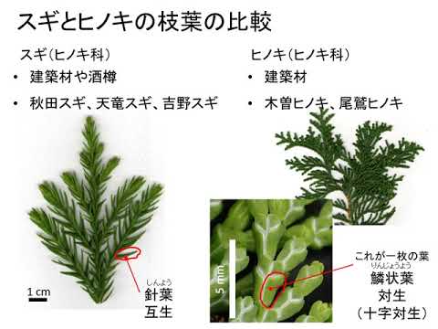 農学部森林科学科　模擬授業「樹木学実習」逢沢峰昭