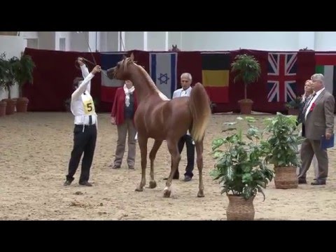 Mascot_Towerlands_11.mp4