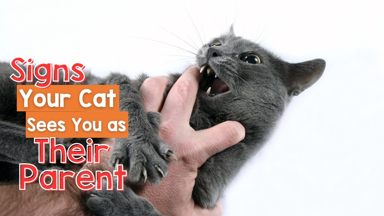 30 Signs Your Cat Sees You as their Parent