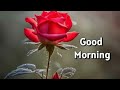 Good Morning Good Morning Wishes Good Morning Videos Good Morning Images Smilingthulasi3686