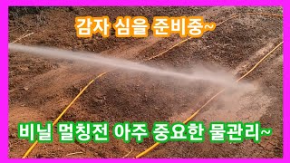 비닐 멀칭전 아주 주요한 물관리~~감자심는 시기,방법 귀농귀촌,주말농장,텃밭