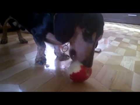 Pies na złość Putinowi  / dog eating apple